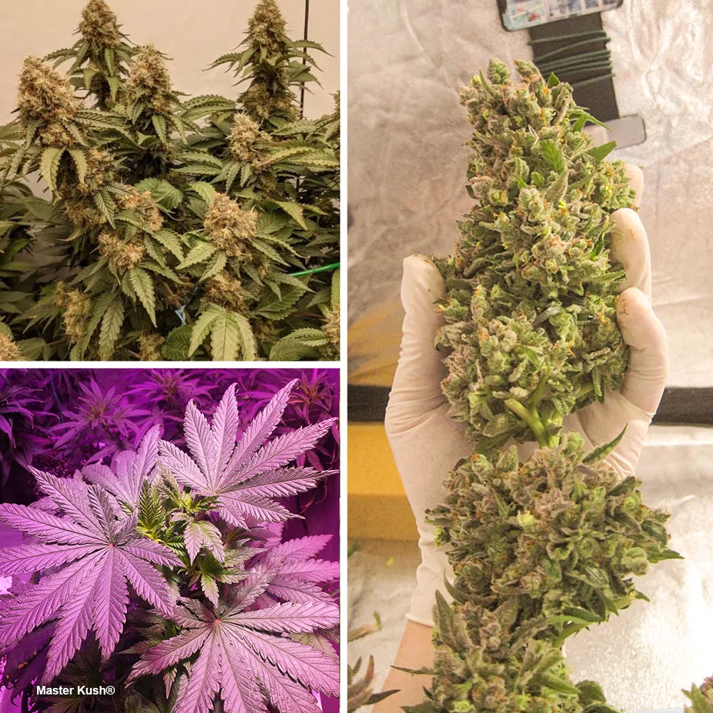 Master-Kush-by-Dutch-Passion-seed-company-good-for-sog