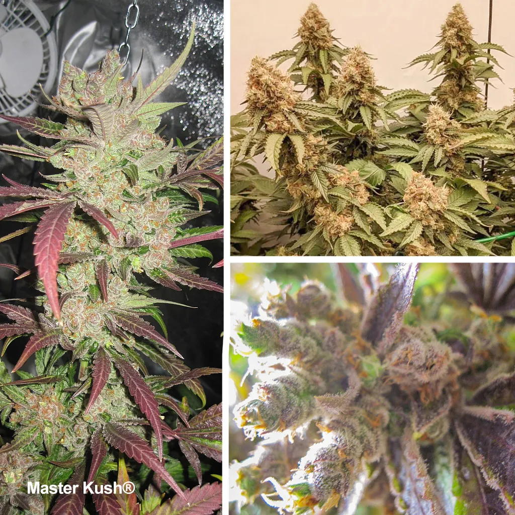 Master Kush, une variété Kush anti-stress avec de riches saveurs de hasch