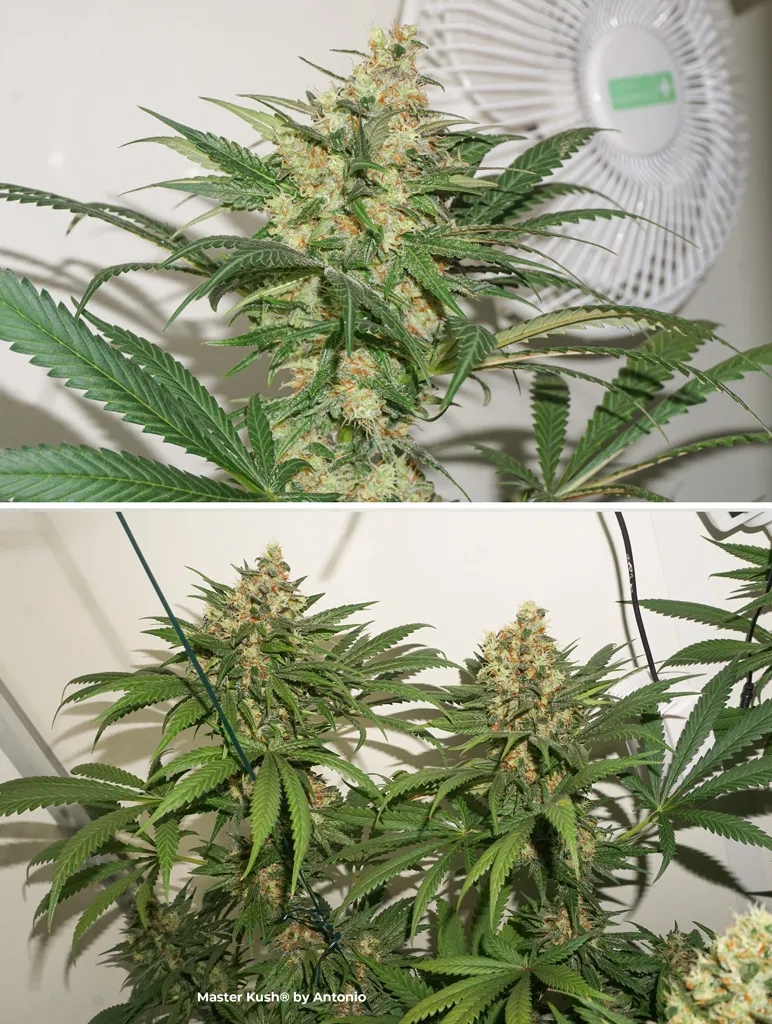 Master-Kush-dutch-passion-cannabis-seeds-feminized-buds-flowers-end-of-flowering