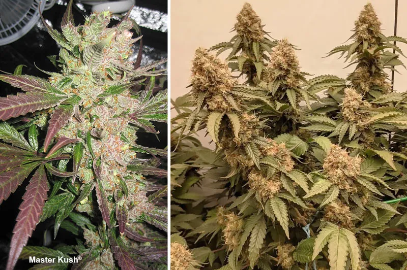 Dutch Passion Master Kush