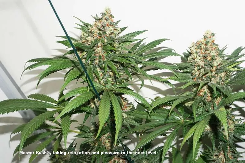 Master Kush, taking relaxation and pleasure to the next level