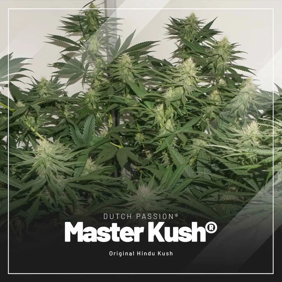 Master-Kush-easiest-feminised-cannabis-seeds-to-grow-indoors