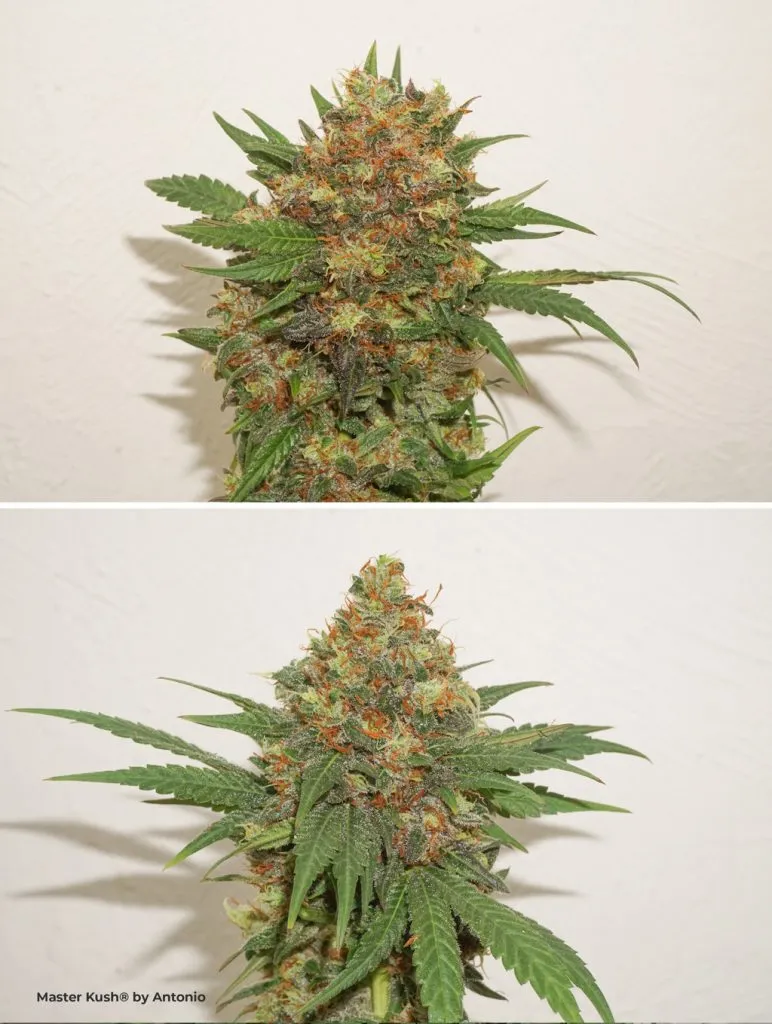 Master-Kush-seeds-macro-budshots-indoor-plants-weed-pictures-highthc-potent-resinous-colourful-772x1024