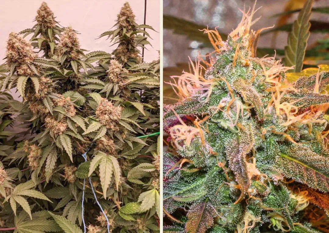 Master-kush-plants-cannabis-seeds-buy-online-from-dutch-passion