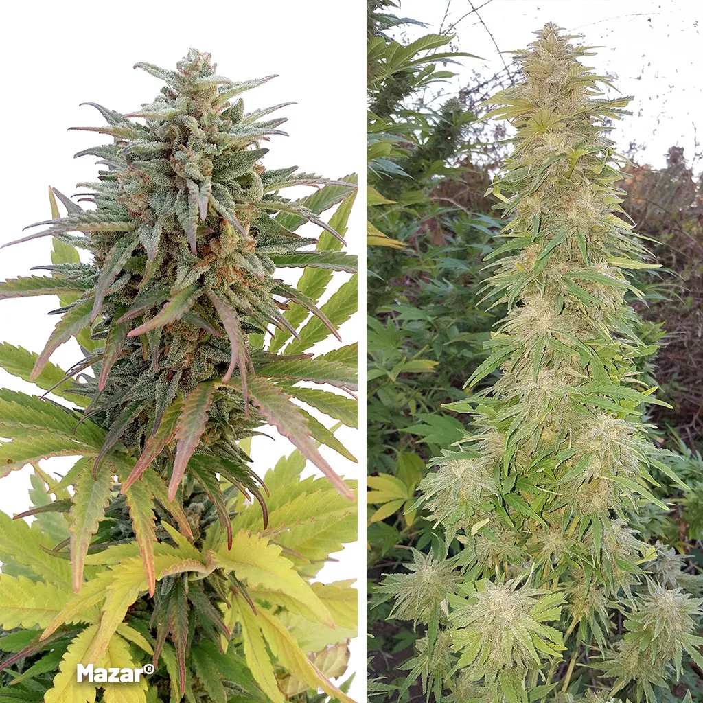 Mazar-afghani-classic-powerful-and-easy-cannabis-seeds