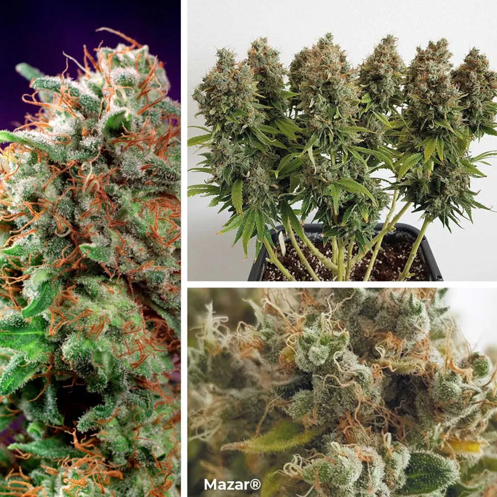 Mazar-afghani-indica-by-Dutch-Passion-seed-company-good-for-sog