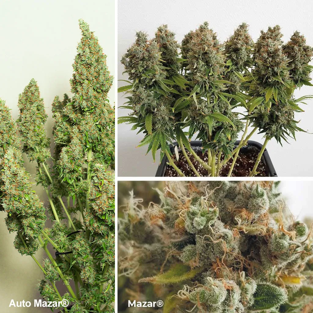 Mazar (&amp; Auto Mazar), une variété de cannabis Afghani Kush classique, gagnante de la cannabis cup