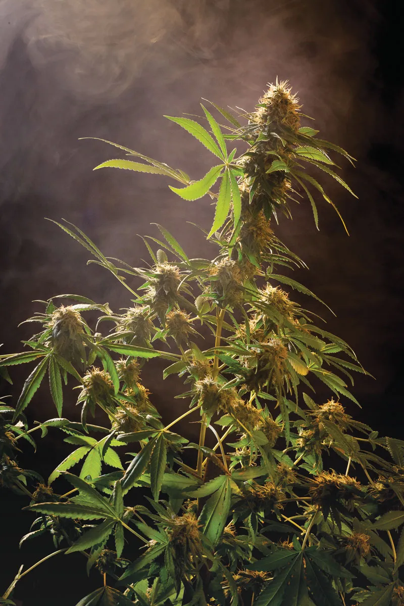 dutch-passion-cannabis-seed-company-top-5-indica-varieties-mazar-and-its-christmas-tree-appearance