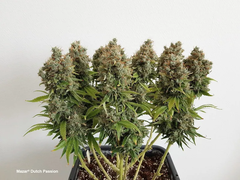 Mazar by Dutch Passion