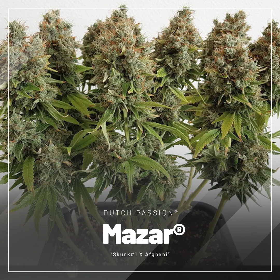 Mazar-regular-seeds-from-Dutch-Passion