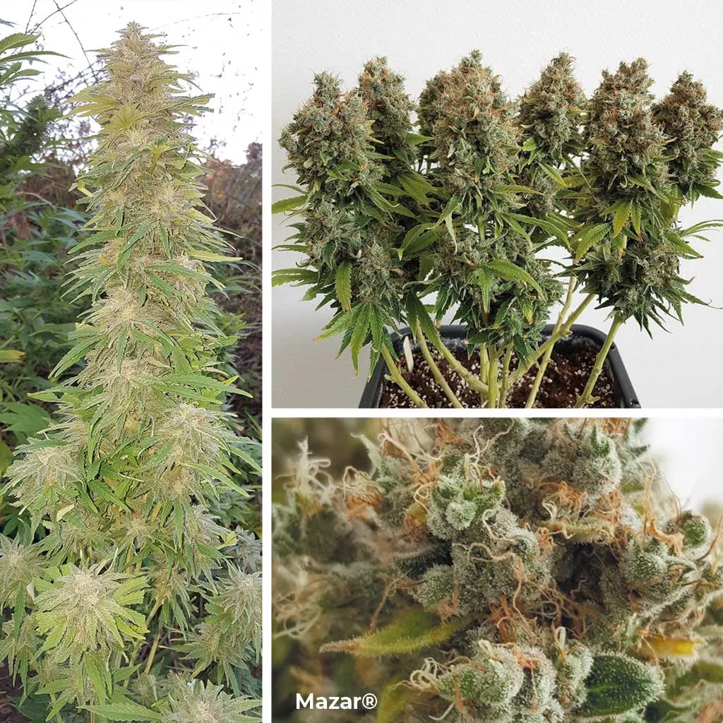 Mazar, tough heat resistant indica strain