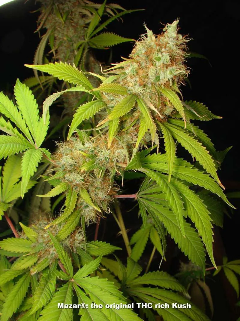 Mazar, the original THC rich Kush