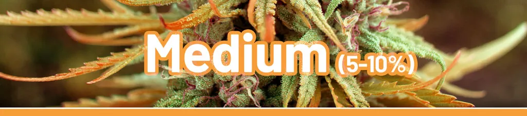 Medium-high-cannabis-with-mellow-effect