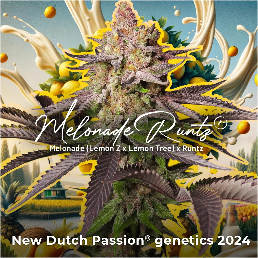 Melonade-Runtz-1080-2024