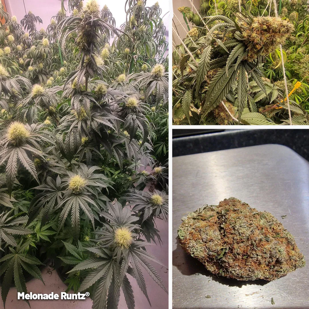 Melonade-Runtz-cannabis-plant-grown-by-customer