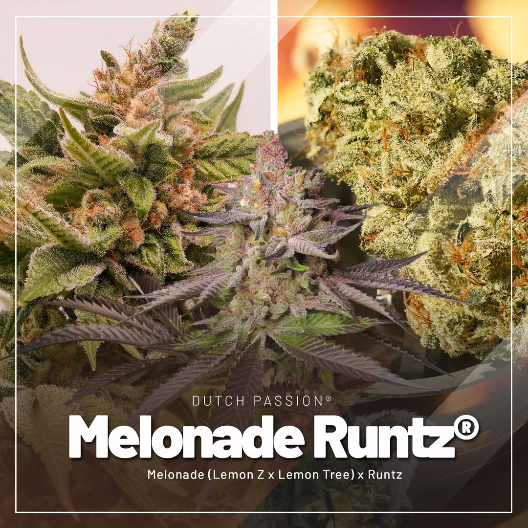 Melonade-Runtz-fruity-cannabis-seeds-by-Dutch-Passion-V2