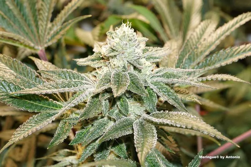 dutch-passion-seed-company-cannabis-seeds-the-best-hybrid-cannabis-strains-meringue