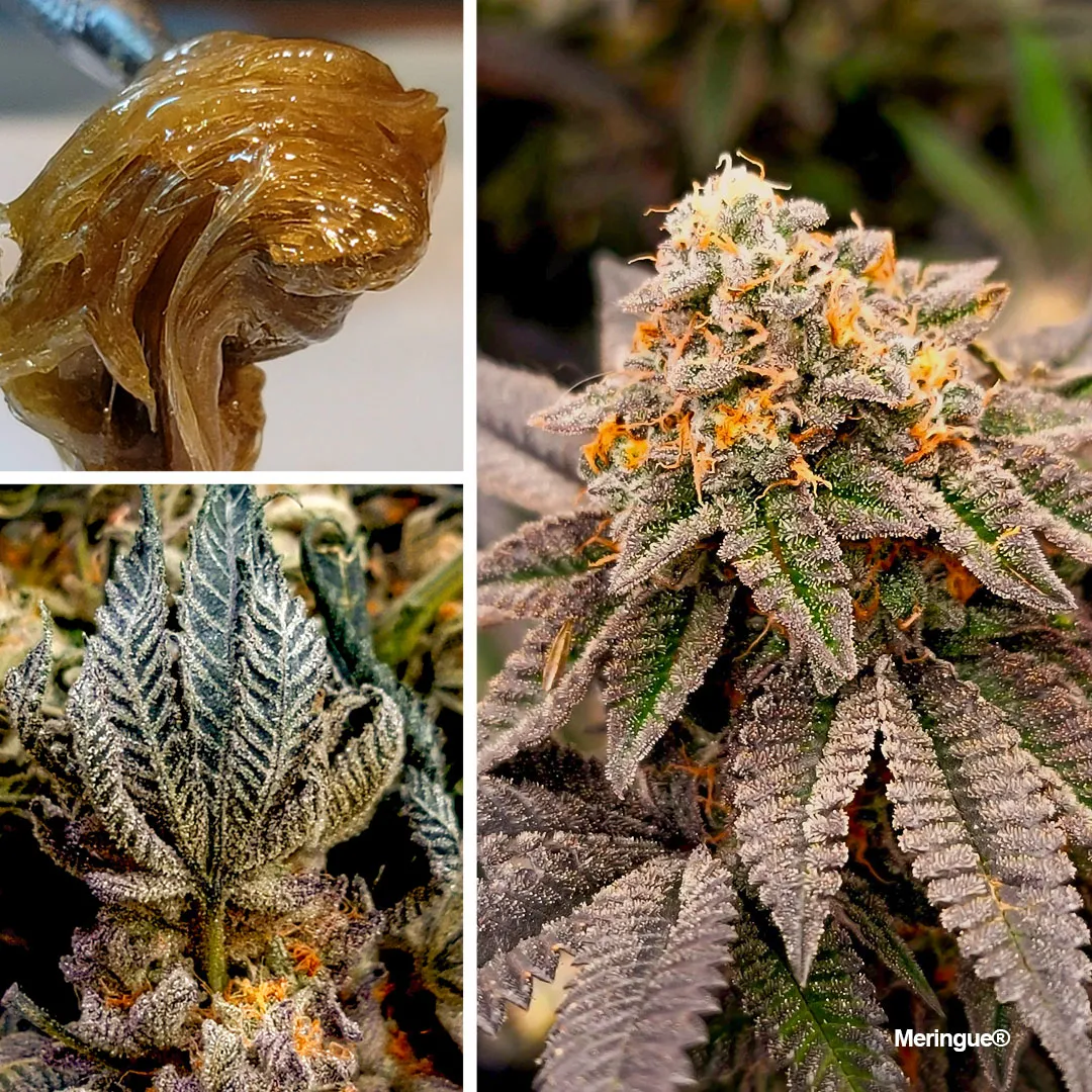 Meringue-super-frosty-cannabis-variety-potent