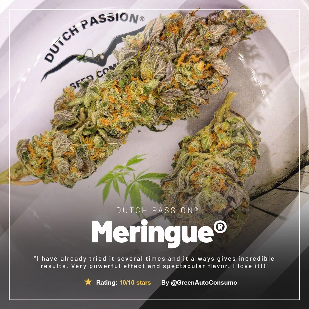 Meringue-the-super-sweet-cannabis-variety