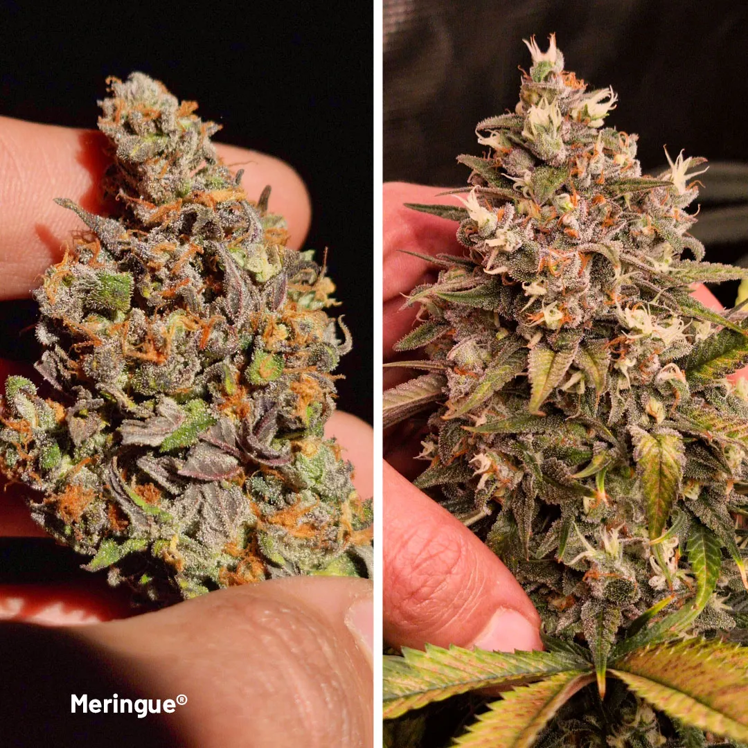 Meringue-the-super-sweet-cannabis-variety-dried-flower-buds-colourfull
