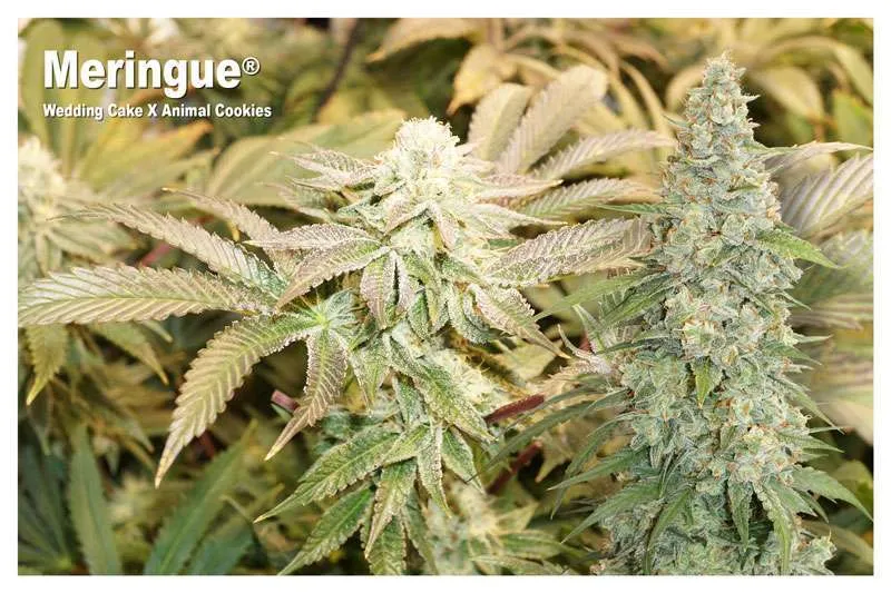 Meringue - Wedding Cake X Animal Cookies