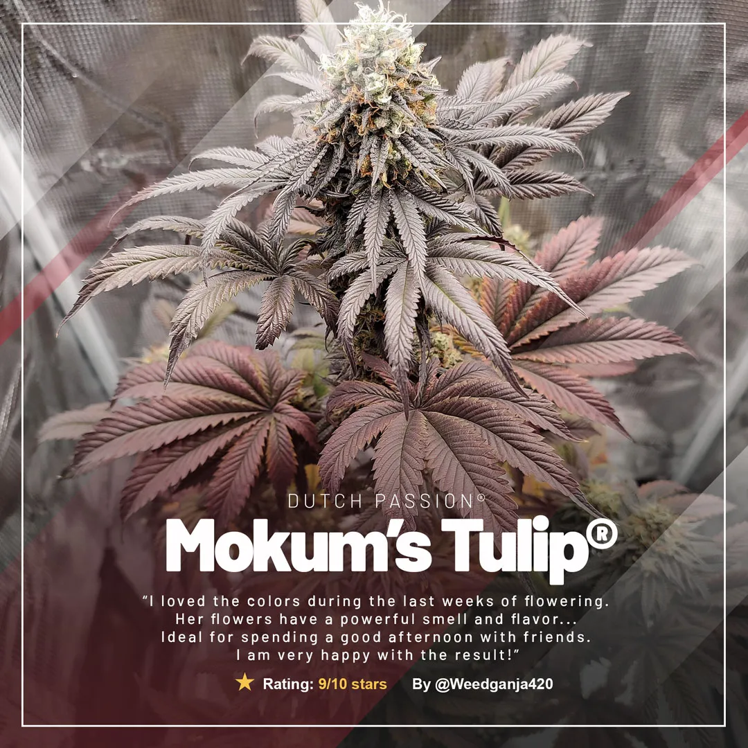 Mokums-Tulip-amazing-feminised-cannabis-seeds-potent-terpenes