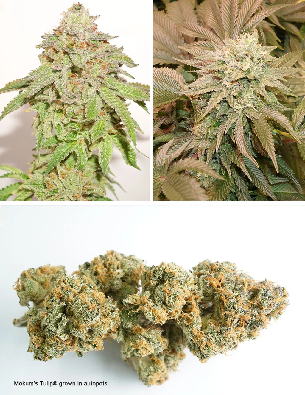 Mokums Tulip, perfect for hydro