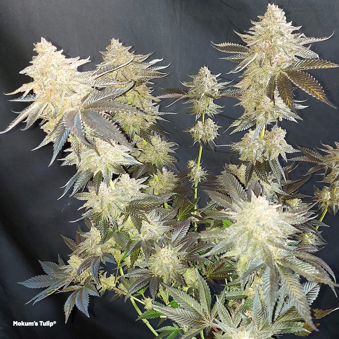 Mokums-Tulip-cannabis-variety-by-dutch-passion