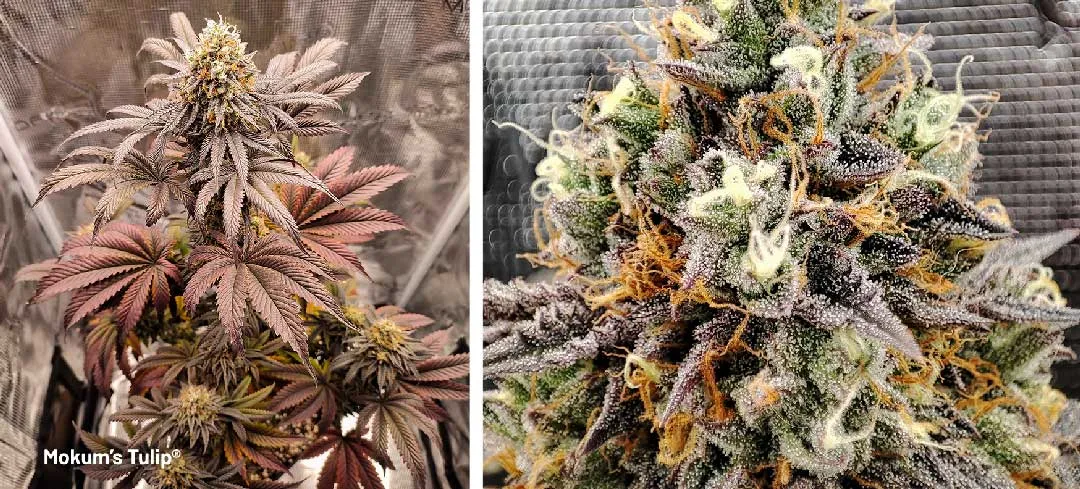 Mokums Tulip dutch passion cannabis seeds