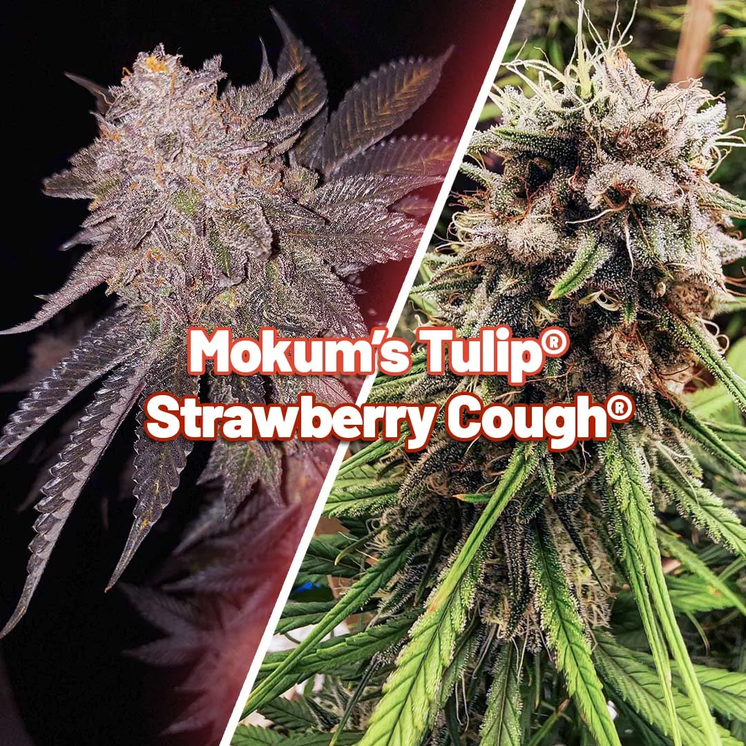 Mokums-tulip-and-strawberry-cough-mixed-together