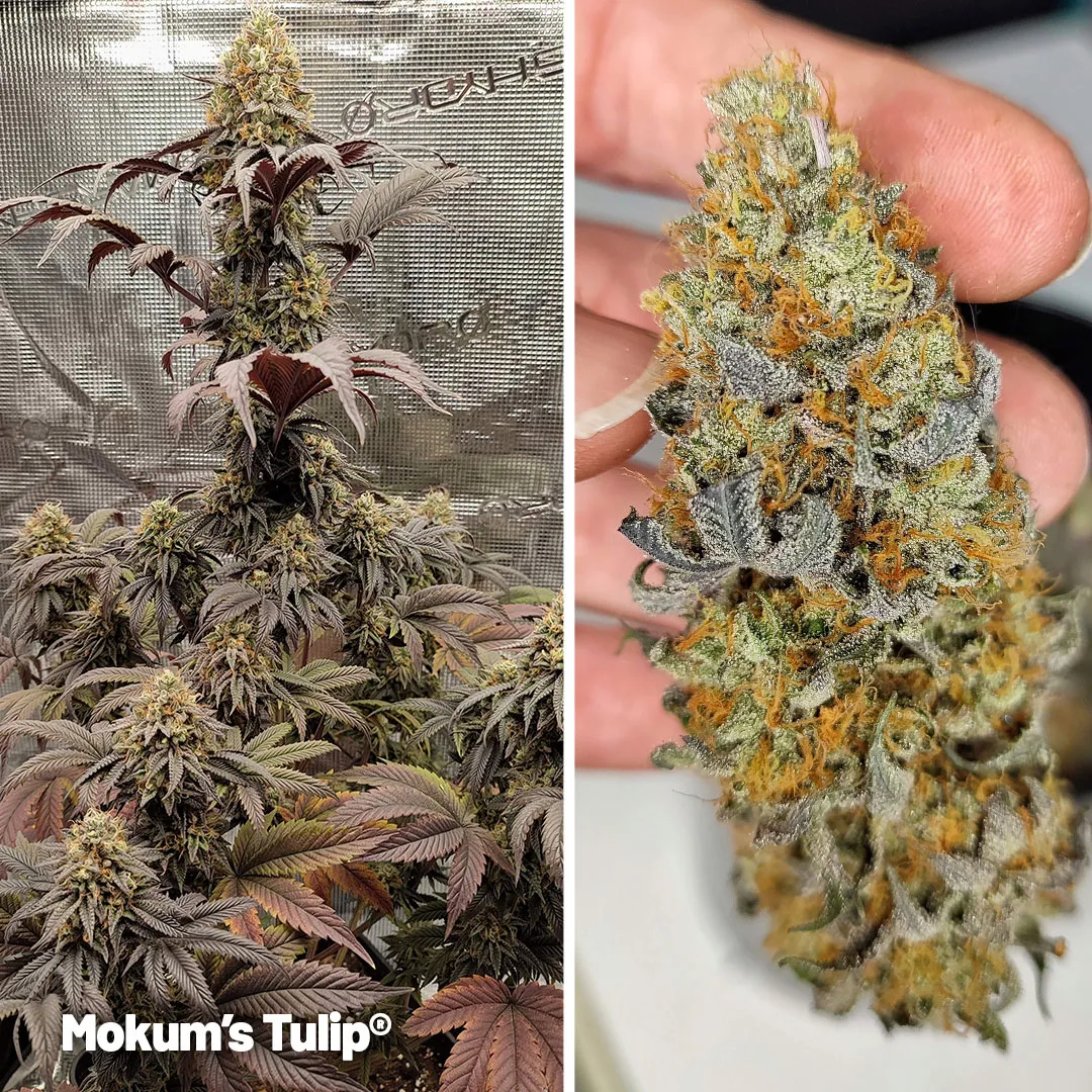 Mokums-tulip-cup-winning-terpene-rich-cannabis-variety-strain