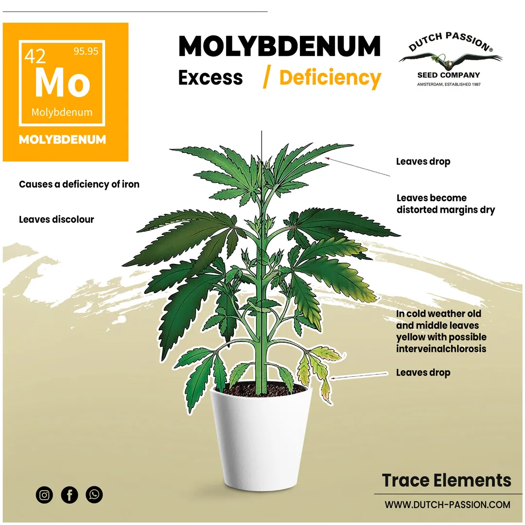 Molybdenum deficiency in a cannabis plant