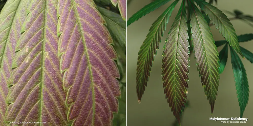 Interveinal chlorosis because of a Molybdenum deficiency