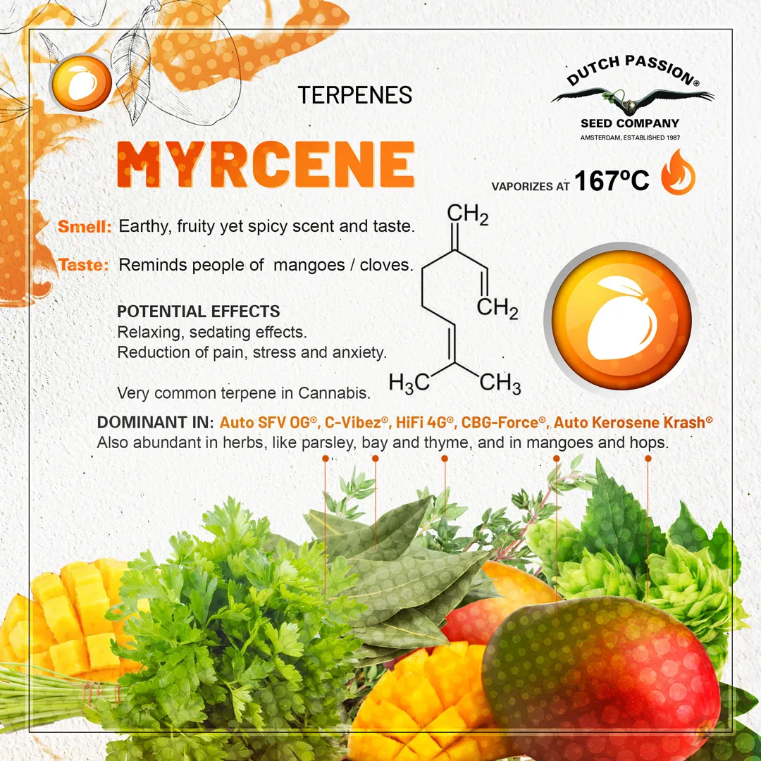 Myrcene cannabis terpene chart