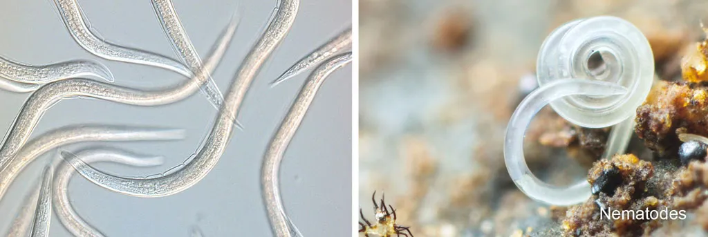 Nematodes-tiny-micro-organisms-to-combat-pests