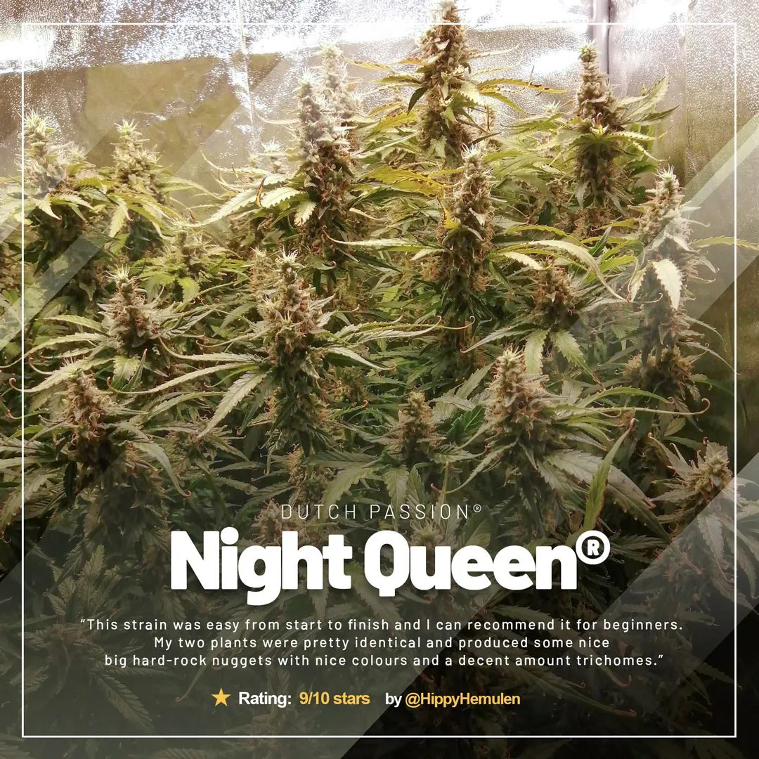Night-Queen-afghani-kush-indica-dominant-variety-growdiaries-of-the-month