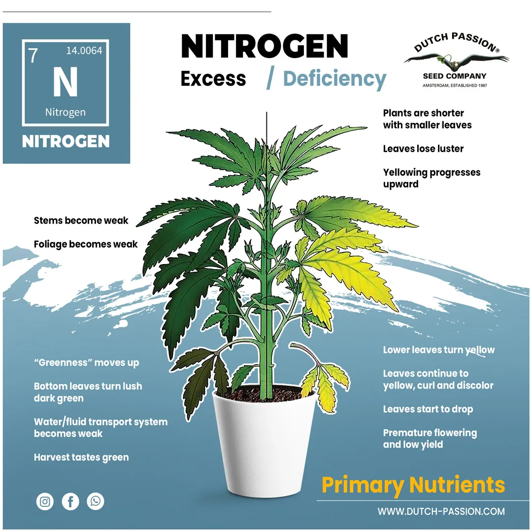 Nitrogen deficiency in a cannabis plant