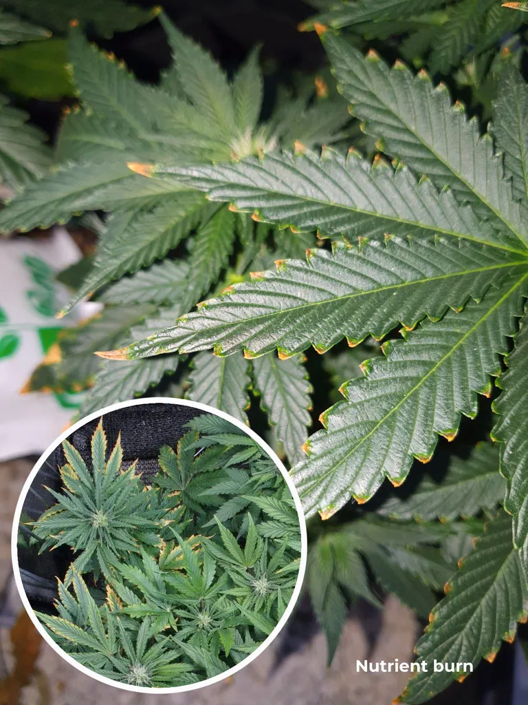 Nutrient burn in cannabis