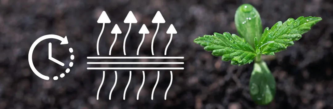 Nutrient-absorption-speed-cannabis-feeding