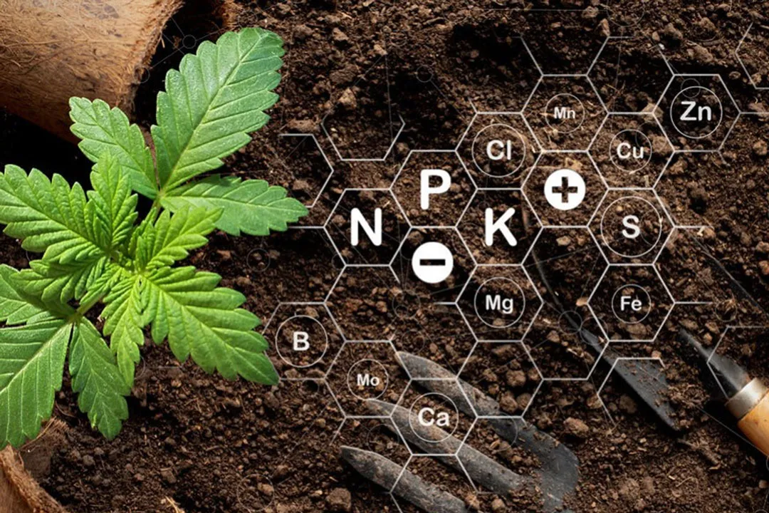 Nutrient-management---key-to-any-successful-cannabis-grow