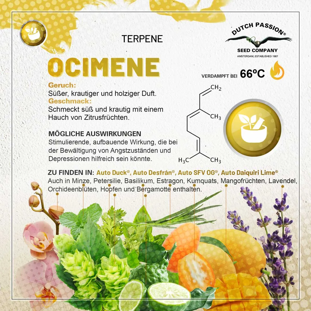 Ocimene Geruch, Geschmack und Effekte
