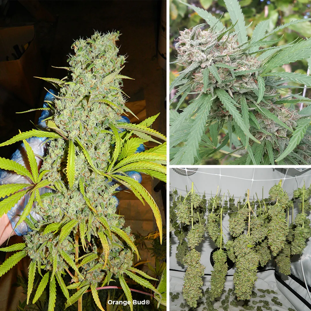 Orange Bud cannabis seeds by Dutch Passion