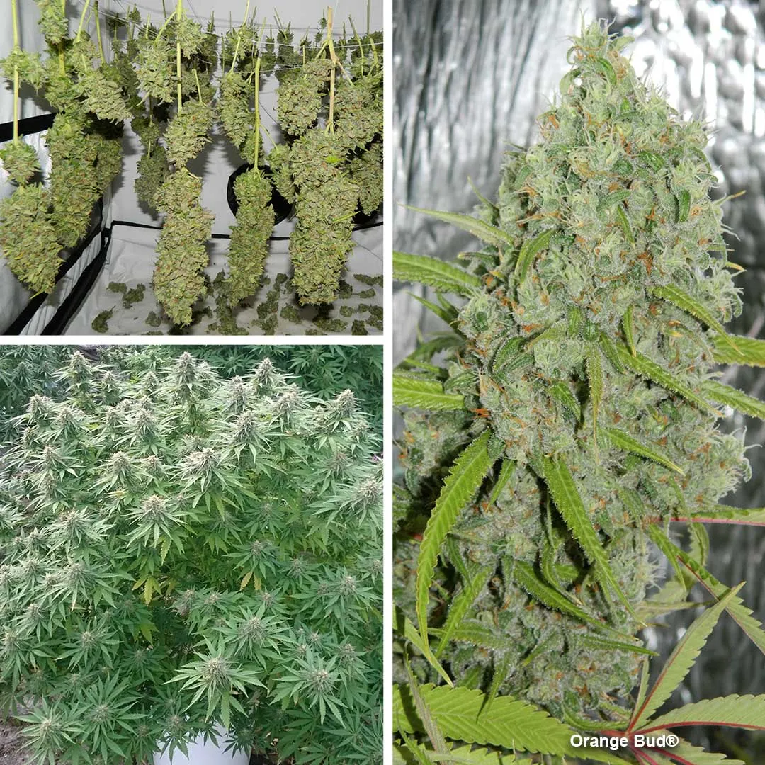 Orange Bud by Dutch Passion