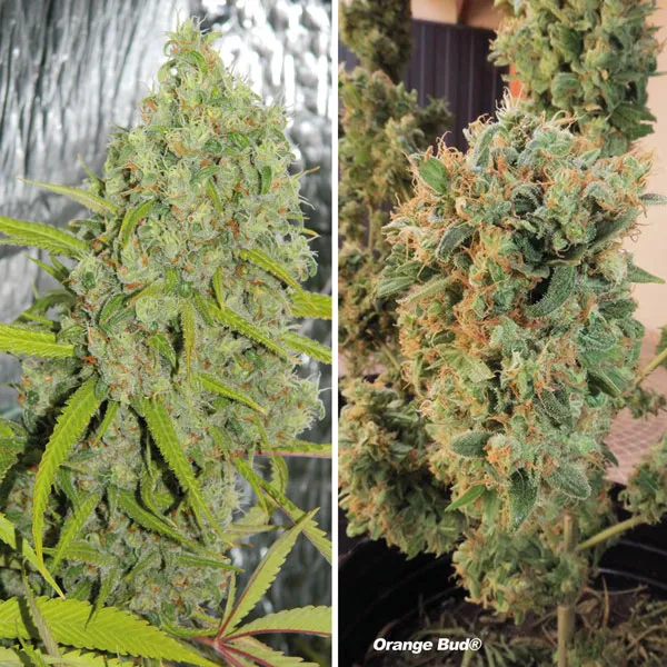 Orange Bud by Dutch Passion
