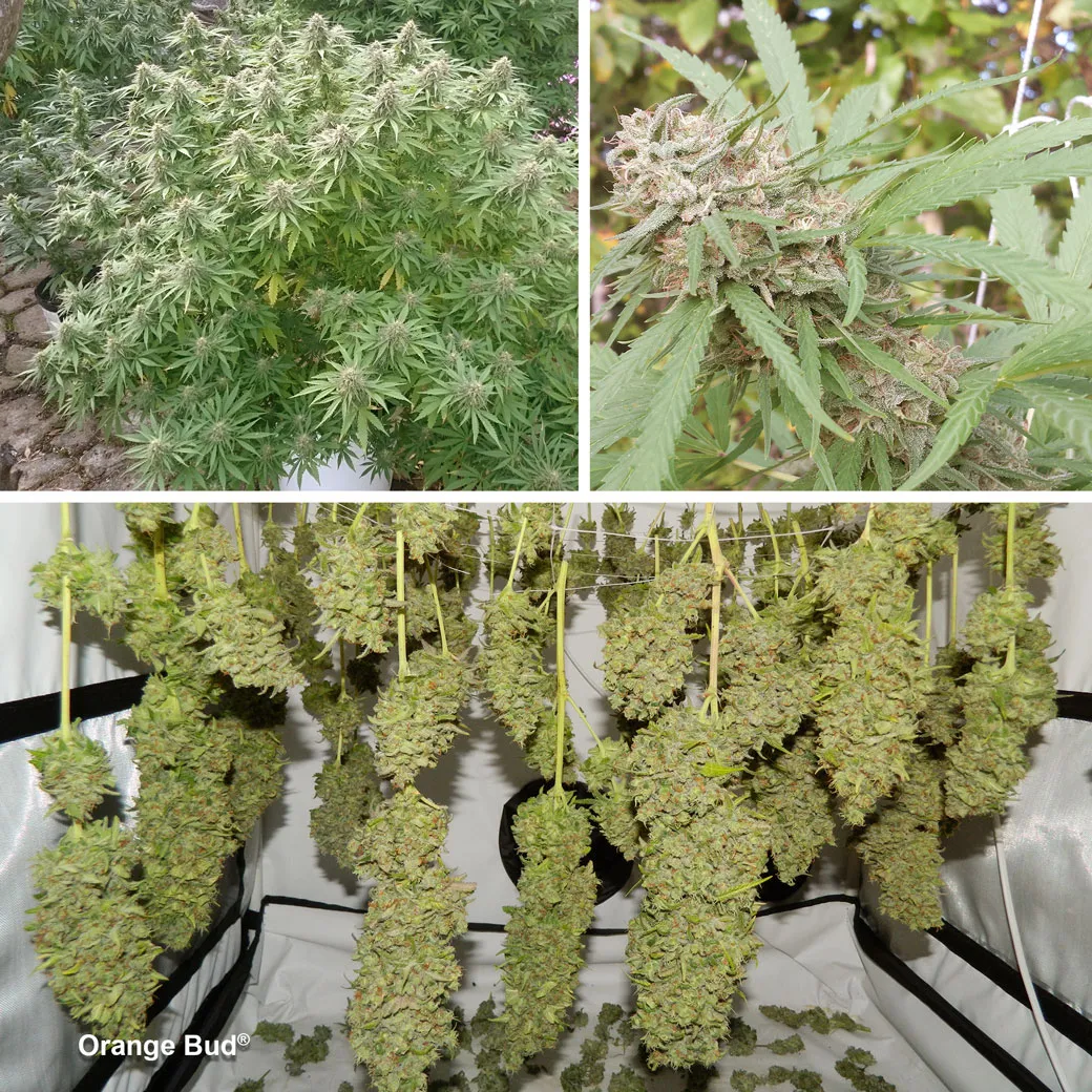 Orange-Bud-the-classic-skunk-with-orange-aroma-cannabis