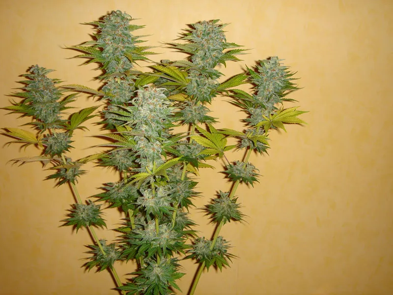 dutch-passion-cannabis-seed-company-orange-bud-one-of-the-best-sativa-dominant-varieties