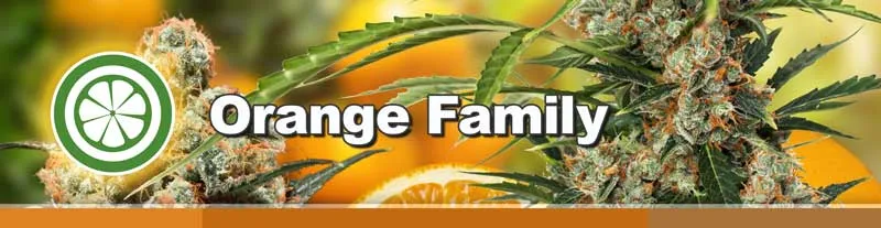 Orange Family of cannabis seeds