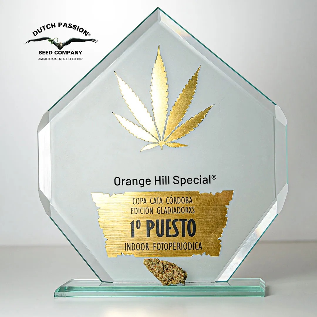 Orange Hill Special: first prize, feminised indoor (Copa Cata 2022)