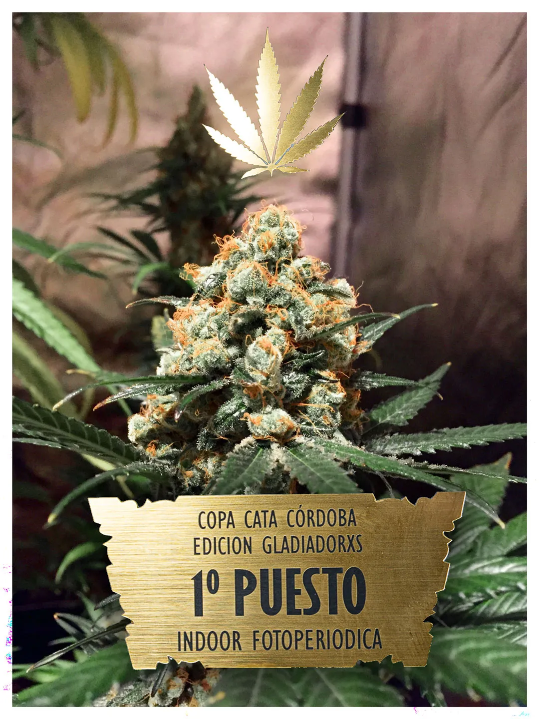 Orange Hill Special Copa Cata cannabis cup winner