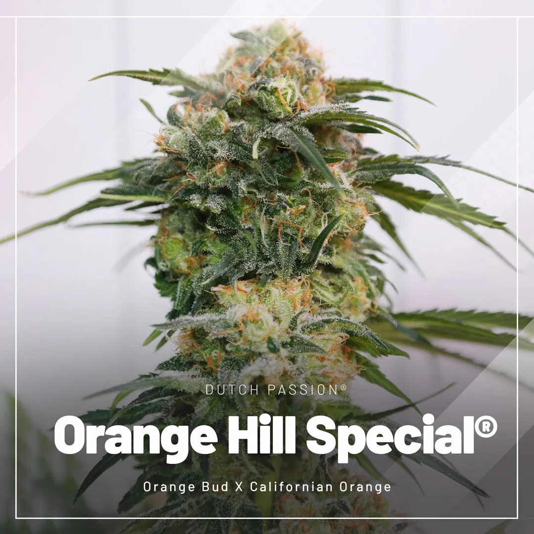 Orange-Hill-Special-cannabis-seeds
